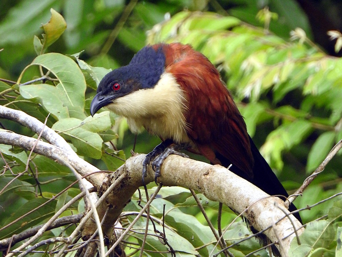 Blue-headed Coucal - ML643738023