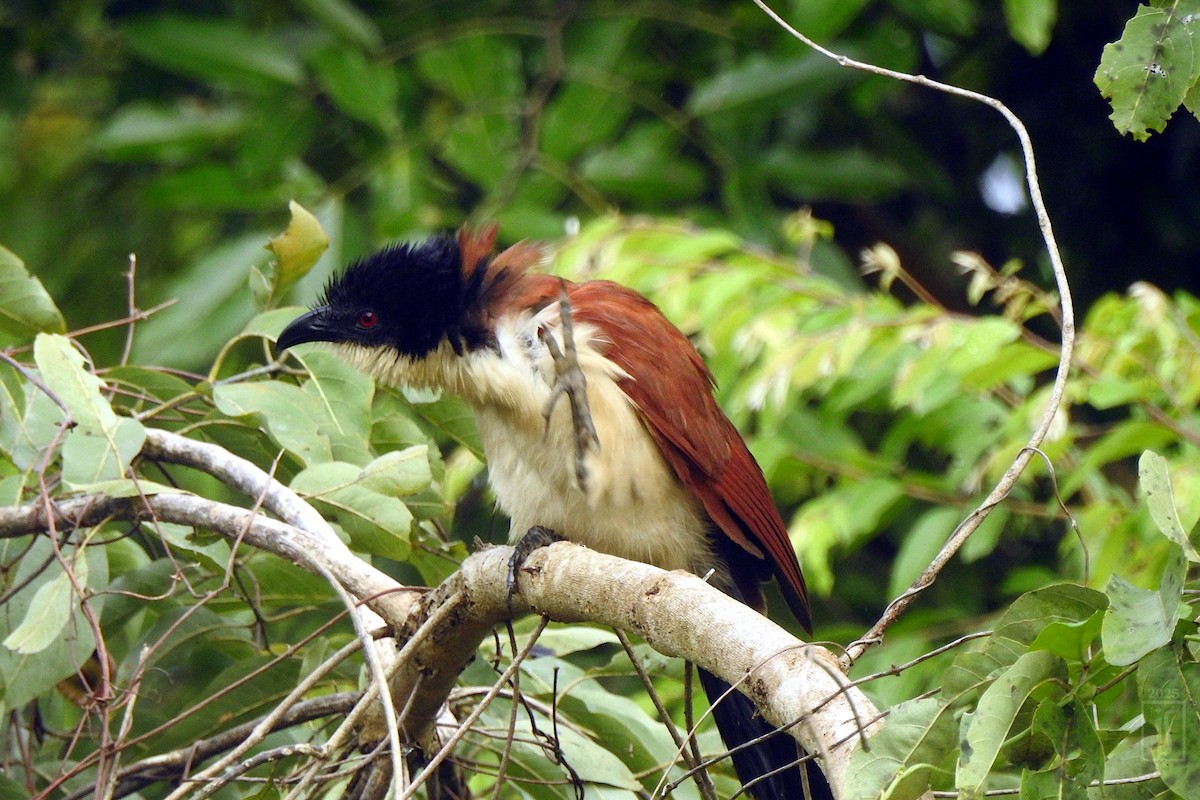 Blue-headed Coucal - ML643738026