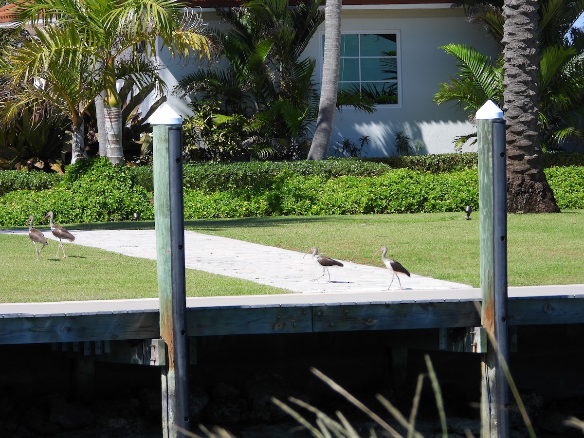 Ibis Blanco - ML643738046