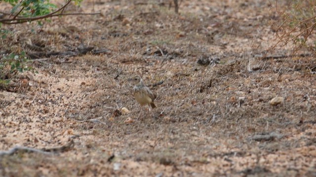 Jerdon's Bushlark - ML643738055