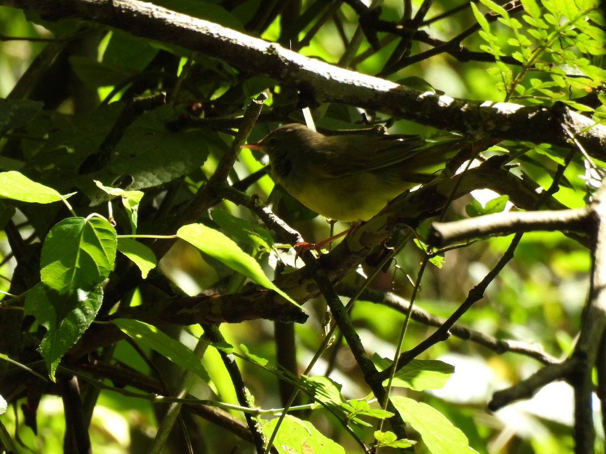 kjerrparula - ML643738066