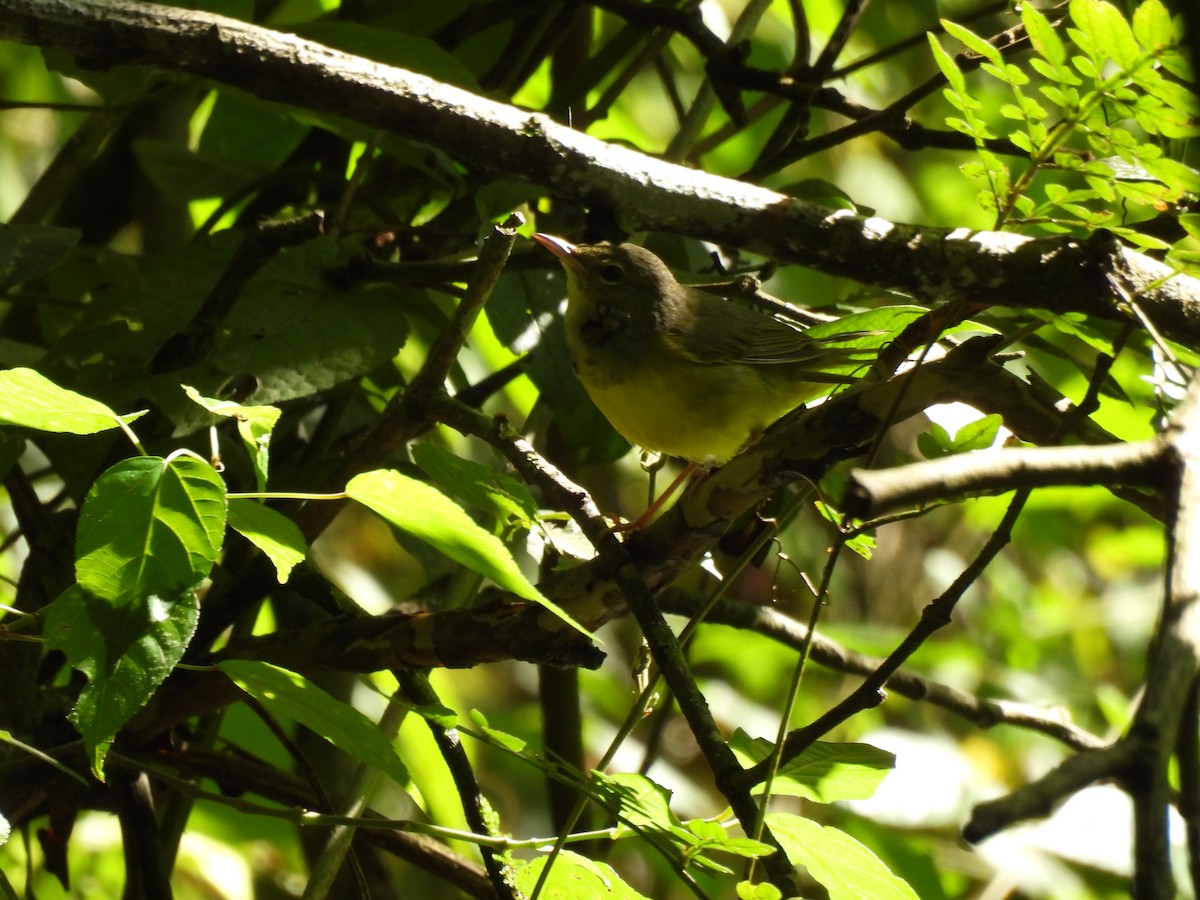 kjerrparula - ML643738067