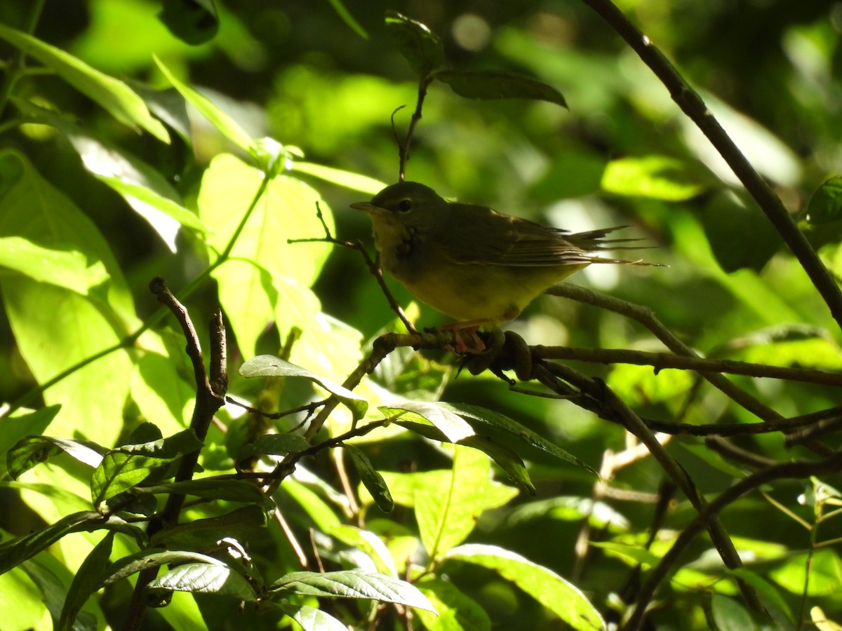 kjerrparula - ML643738068