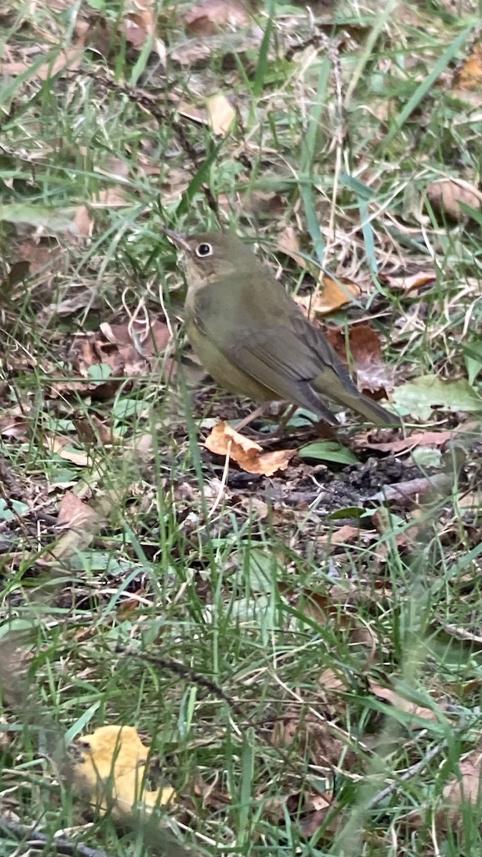 Connecticut Warbler - ML643738069