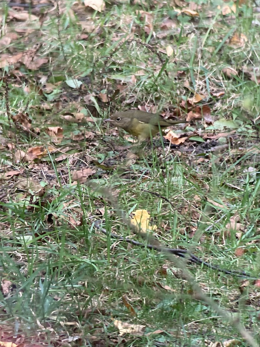 Connecticut Warbler - ML643738071