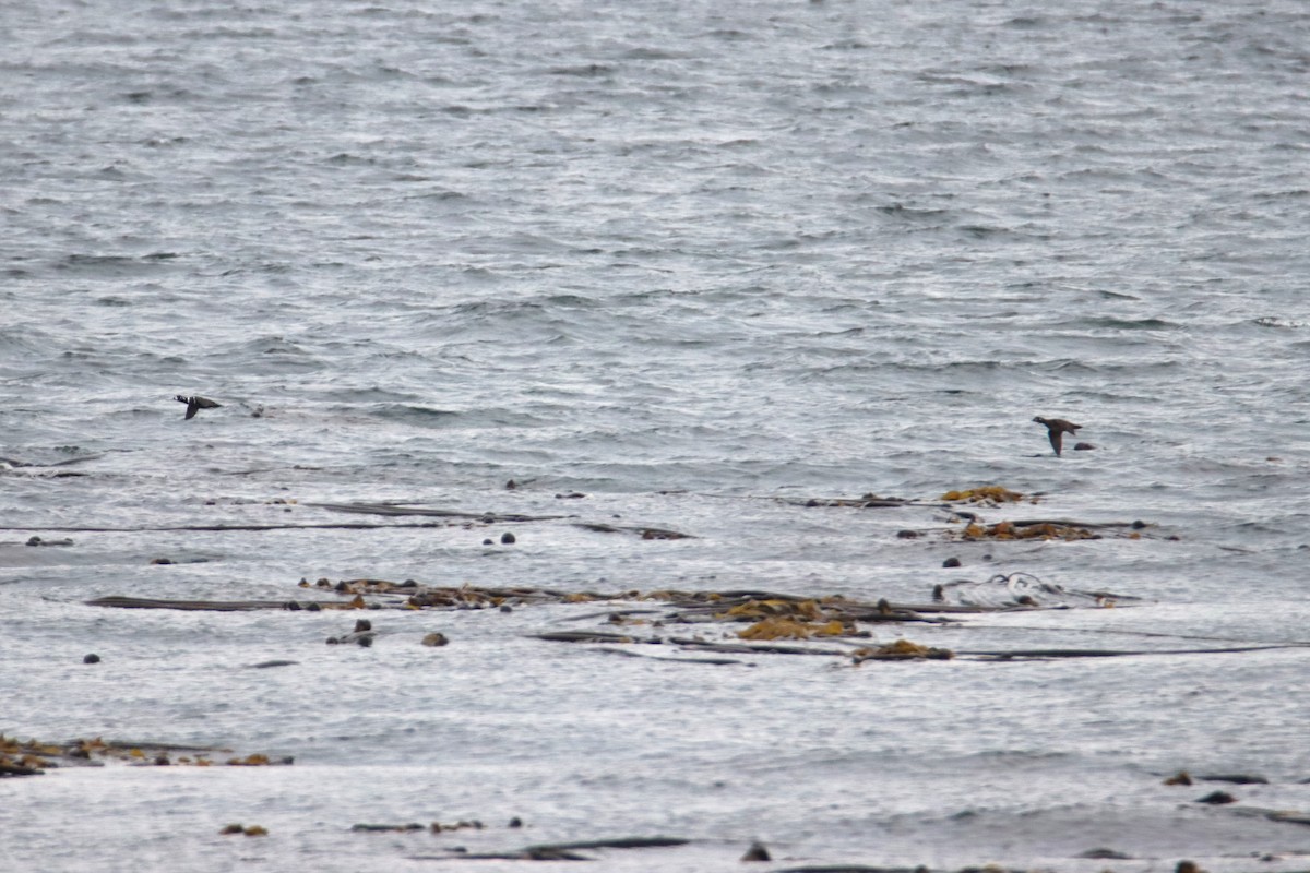 Harlequin Duck - ML643738076