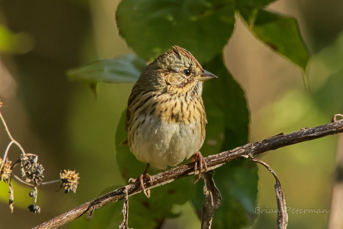 Lincoln's Sparrow - ML643738086