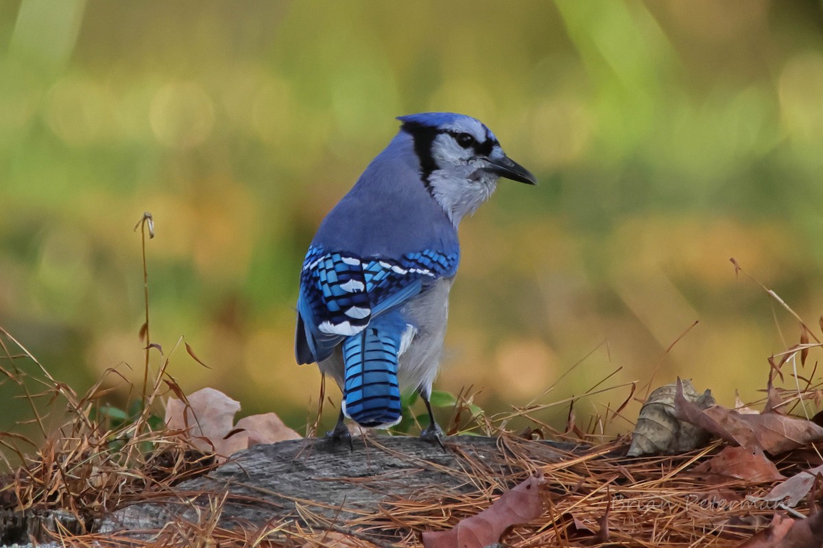 Blue Jay - ML643738101