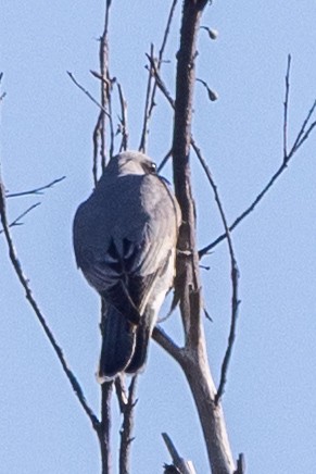 Oruguero Carinegro - ML643738106