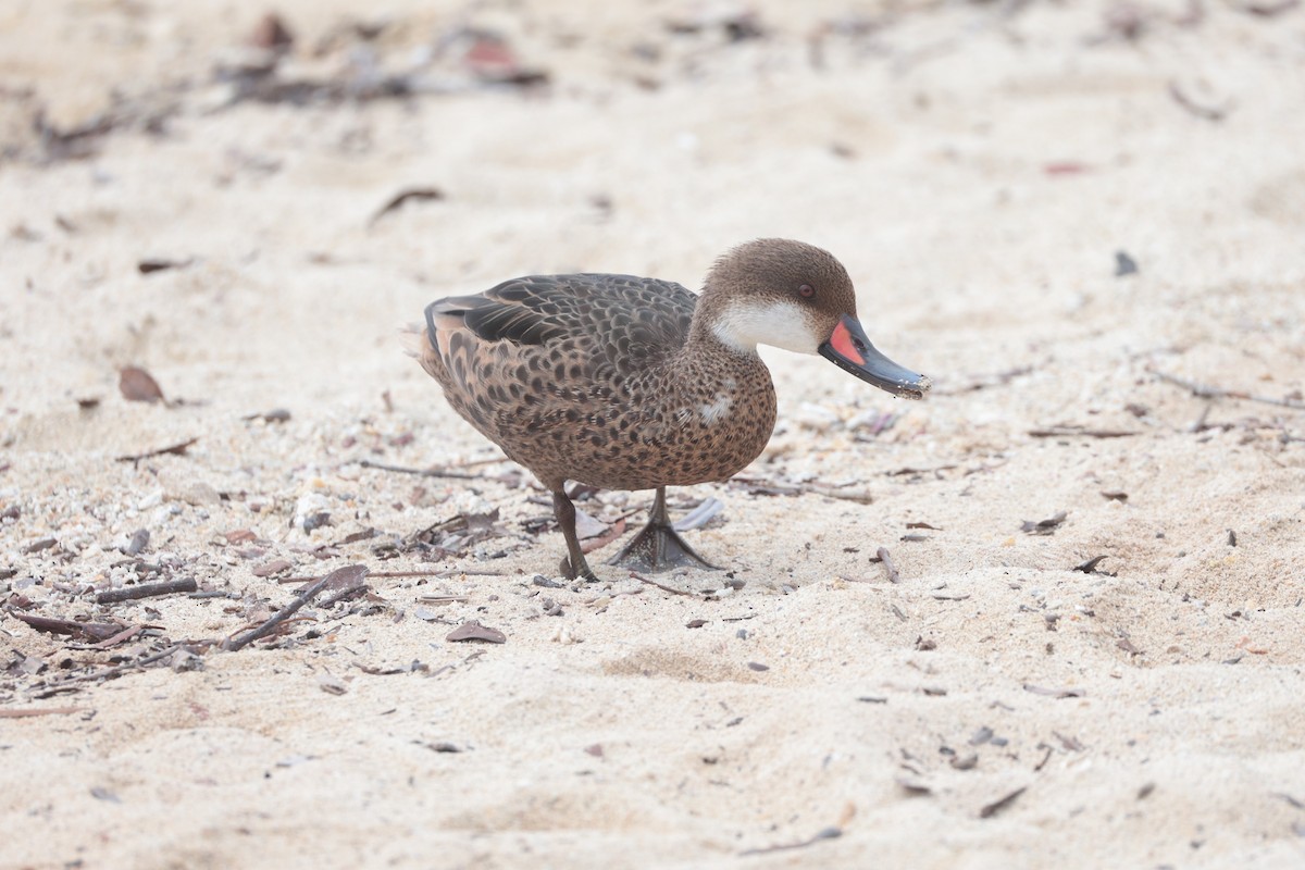 White-cheeked Pintail - ML643738112