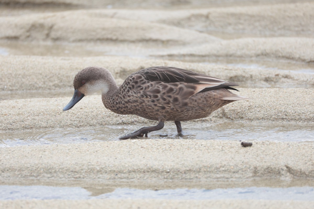 White-cheeked Pintail - ML643738113