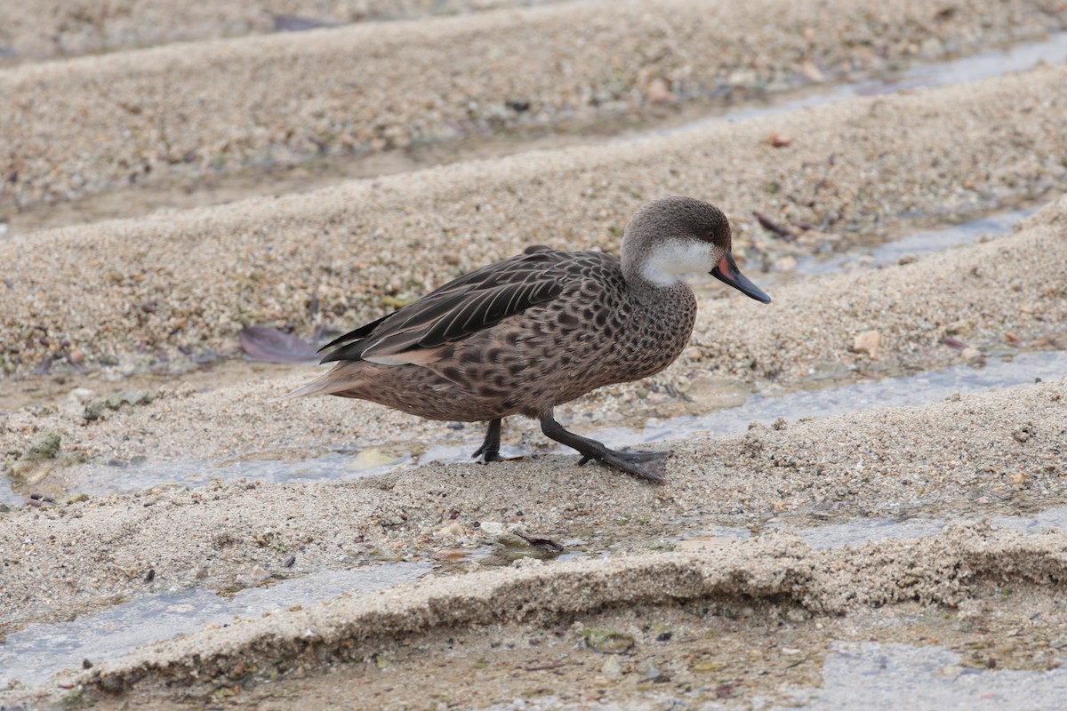 White-cheeked Pintail - ML643738114