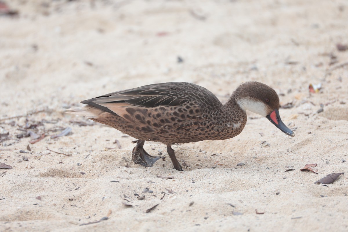 White-cheeked Pintail - ML643738115