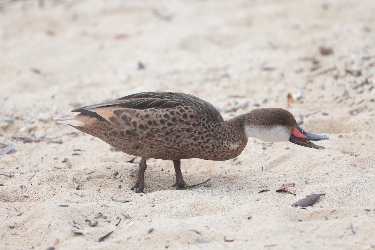White-cheeked Pintail - ML643738116