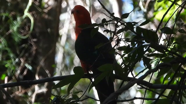 Australian King-Parrot - ML643738141