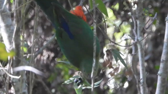 Australian King-Parrot - ML643738143