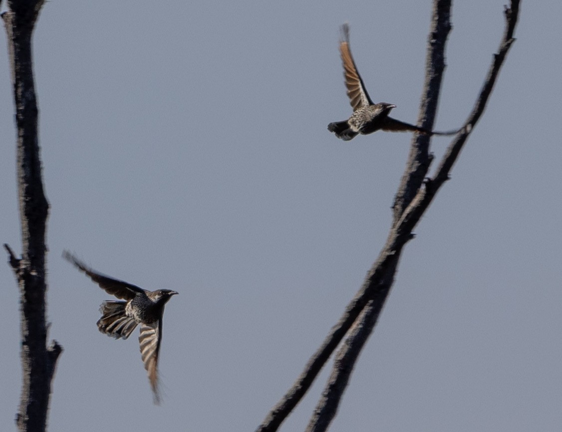 Little Wattlebird - ML643738145