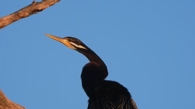 Australasian Darter - ML643738148
