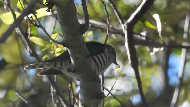 Shining Bronze-Cuckoo - ML643738155