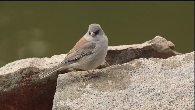 Dark-eyed Junco (Gray-headed) - ML643738156
