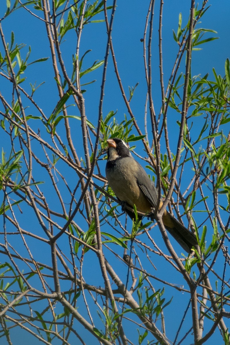 Golden-billed Saltator - ML643738167