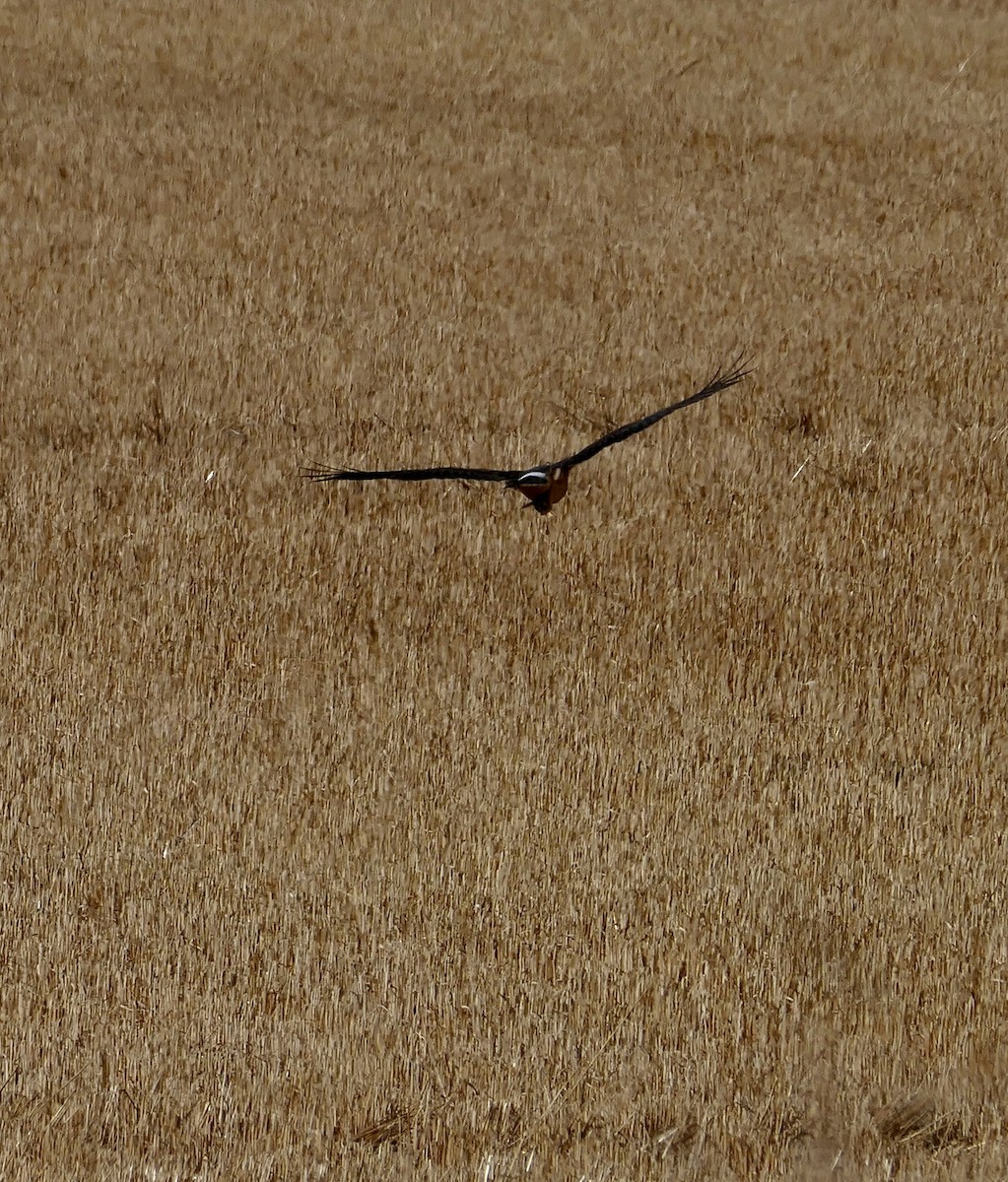 Northern Harrier - ML643738176