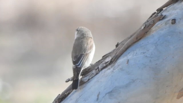 Jacky-winter - ML643738182