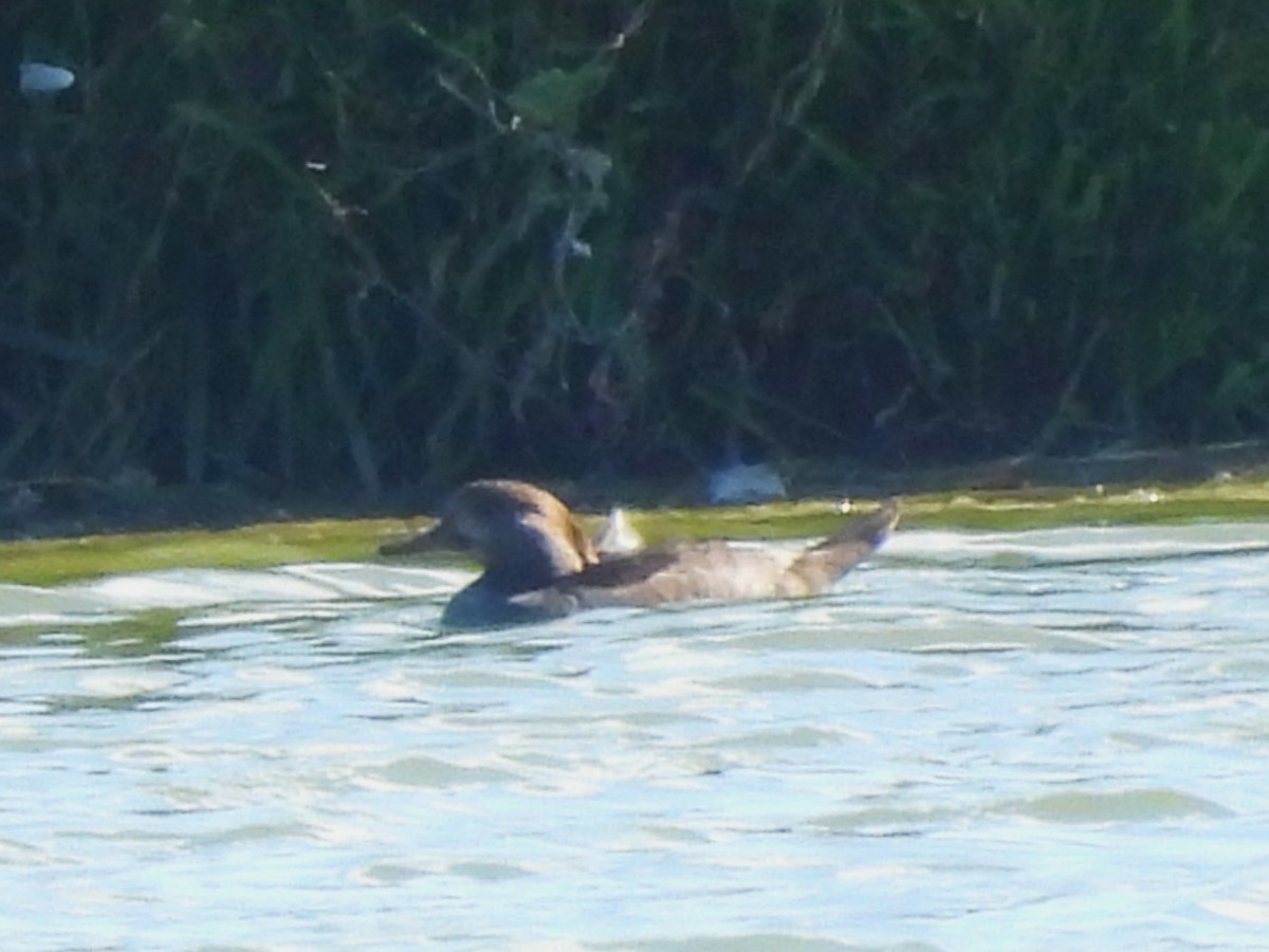Hooded Merganser - ML643738187