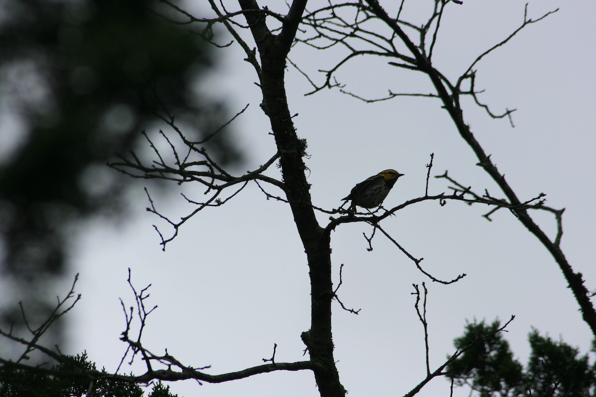 Golden-cheeked Warbler - ML643738189