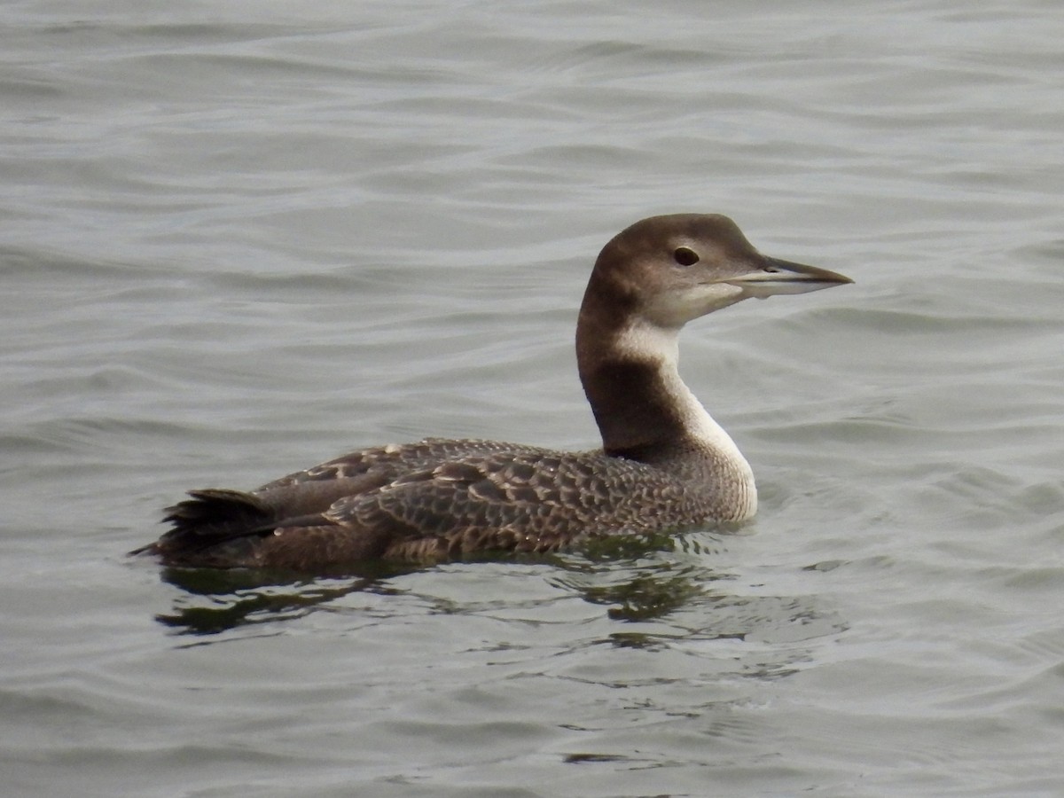 Common Loon - ML643738191