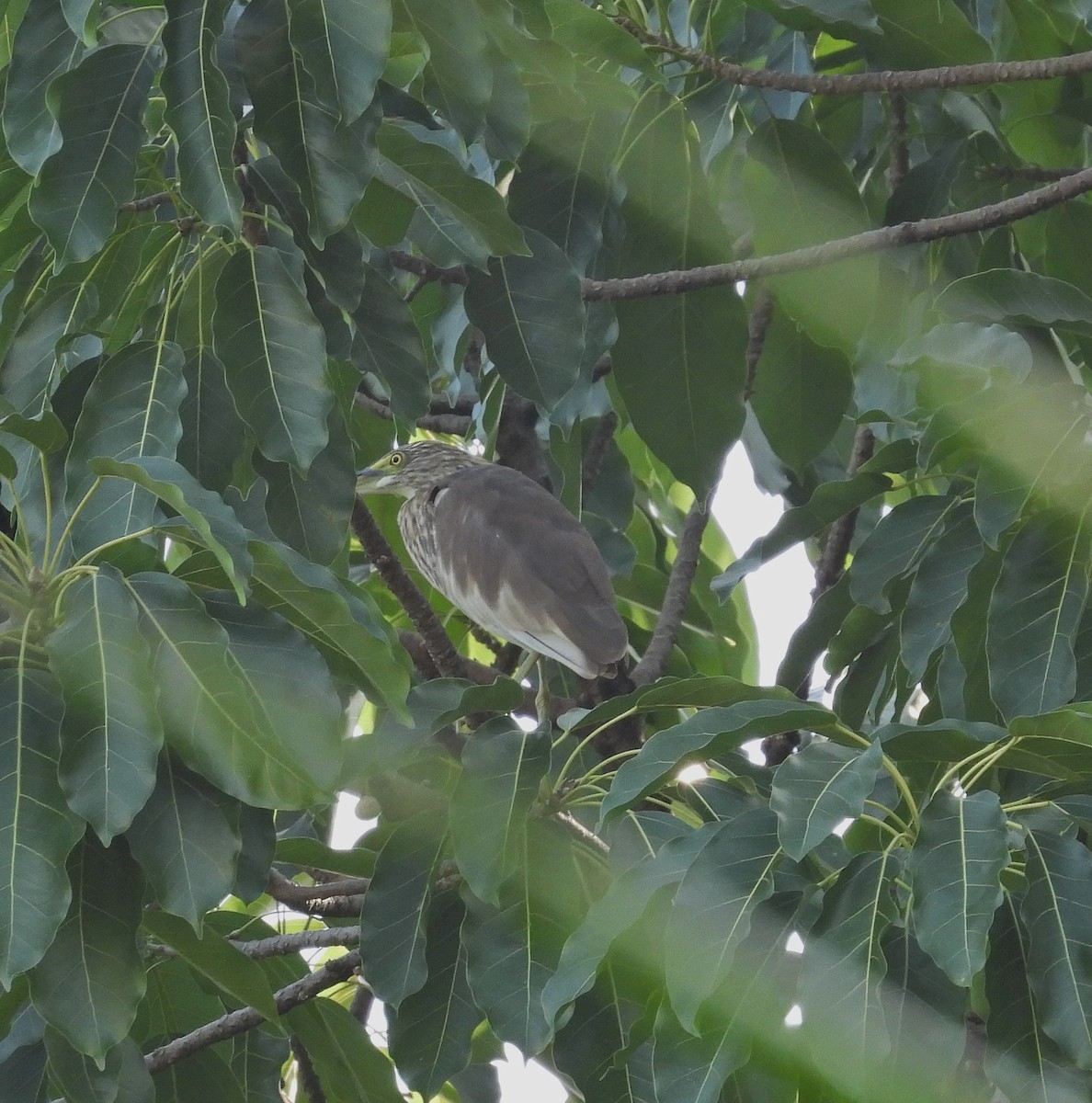 Ardeola sp. - ML643738196