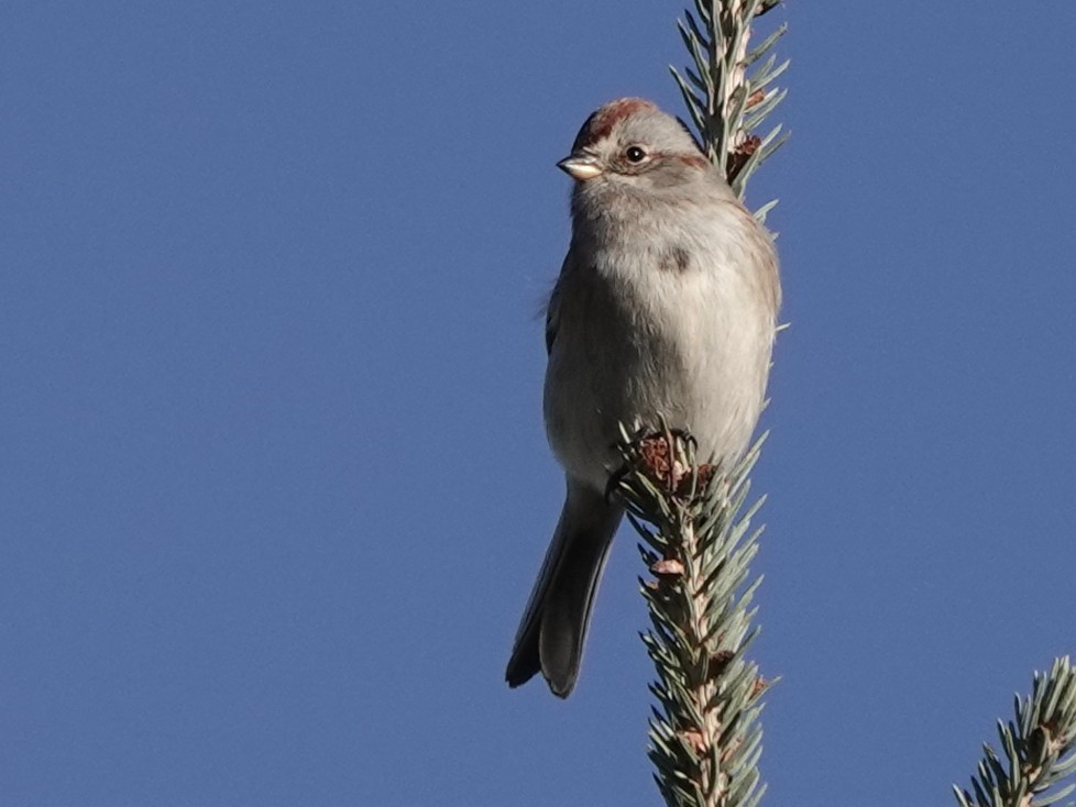 bjørkespurv - ML643738202