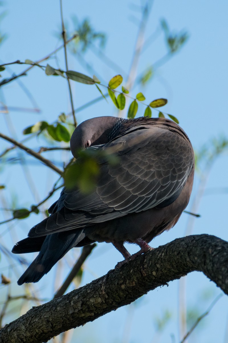 picazurodue - ML643738206
