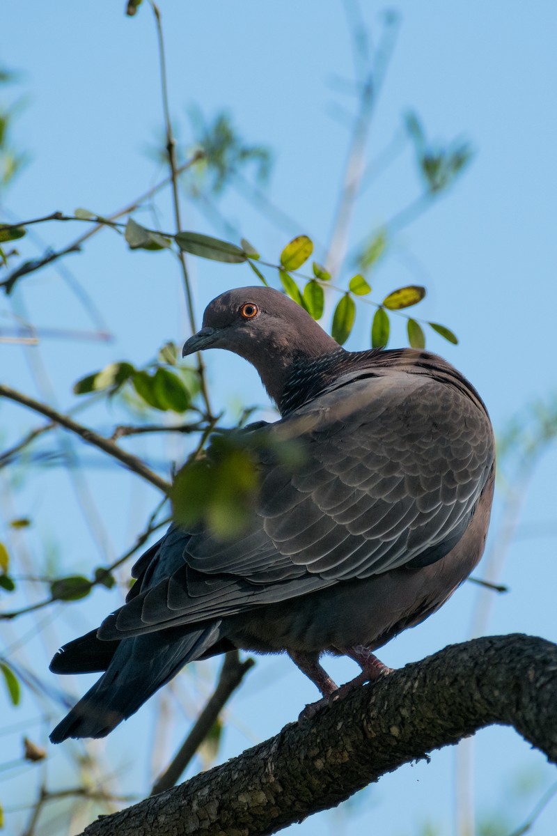 picazurodue - ML643738207