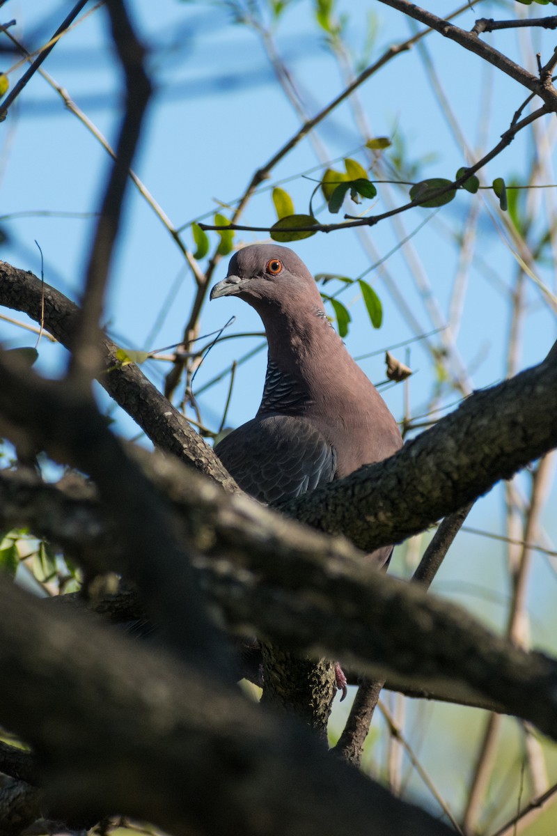 picazurodue - ML643738208