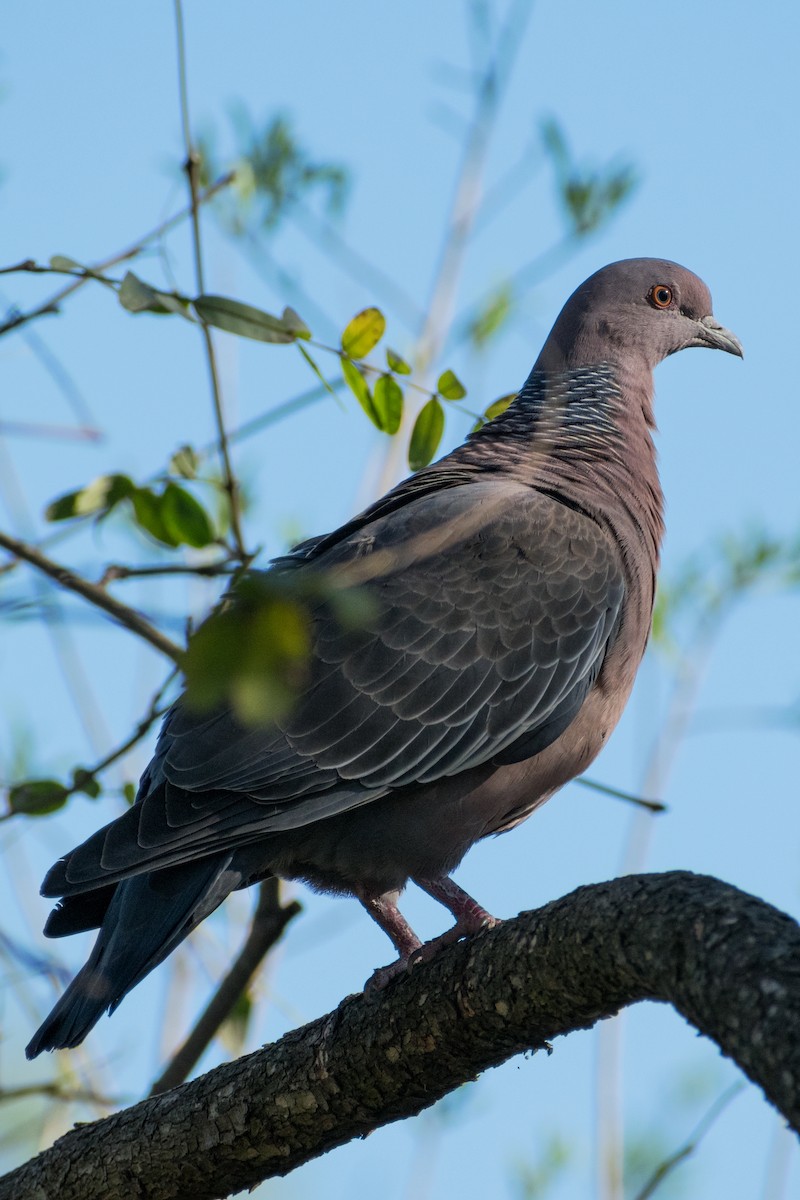 picazurodue - ML643738209