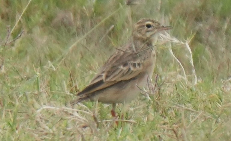 Paddyfield Pipit - ML643738210