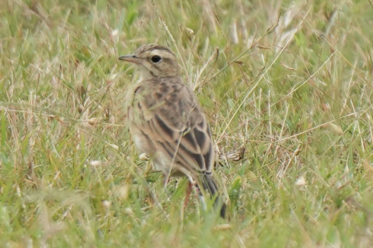 Paddyfield Pipit - ML643738211