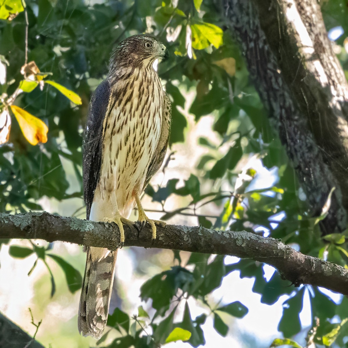 Cooper's Hawk - ML643738217