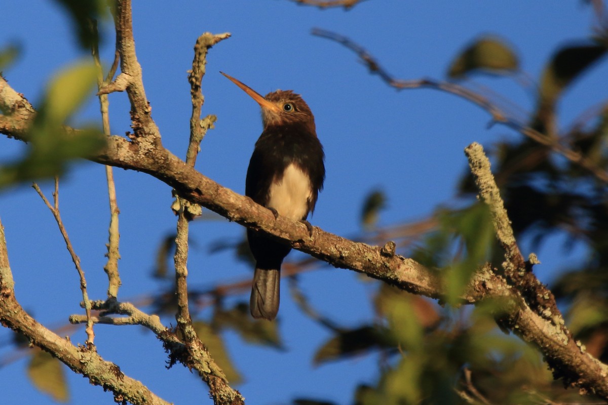 Brown Jacamar - ML643738228