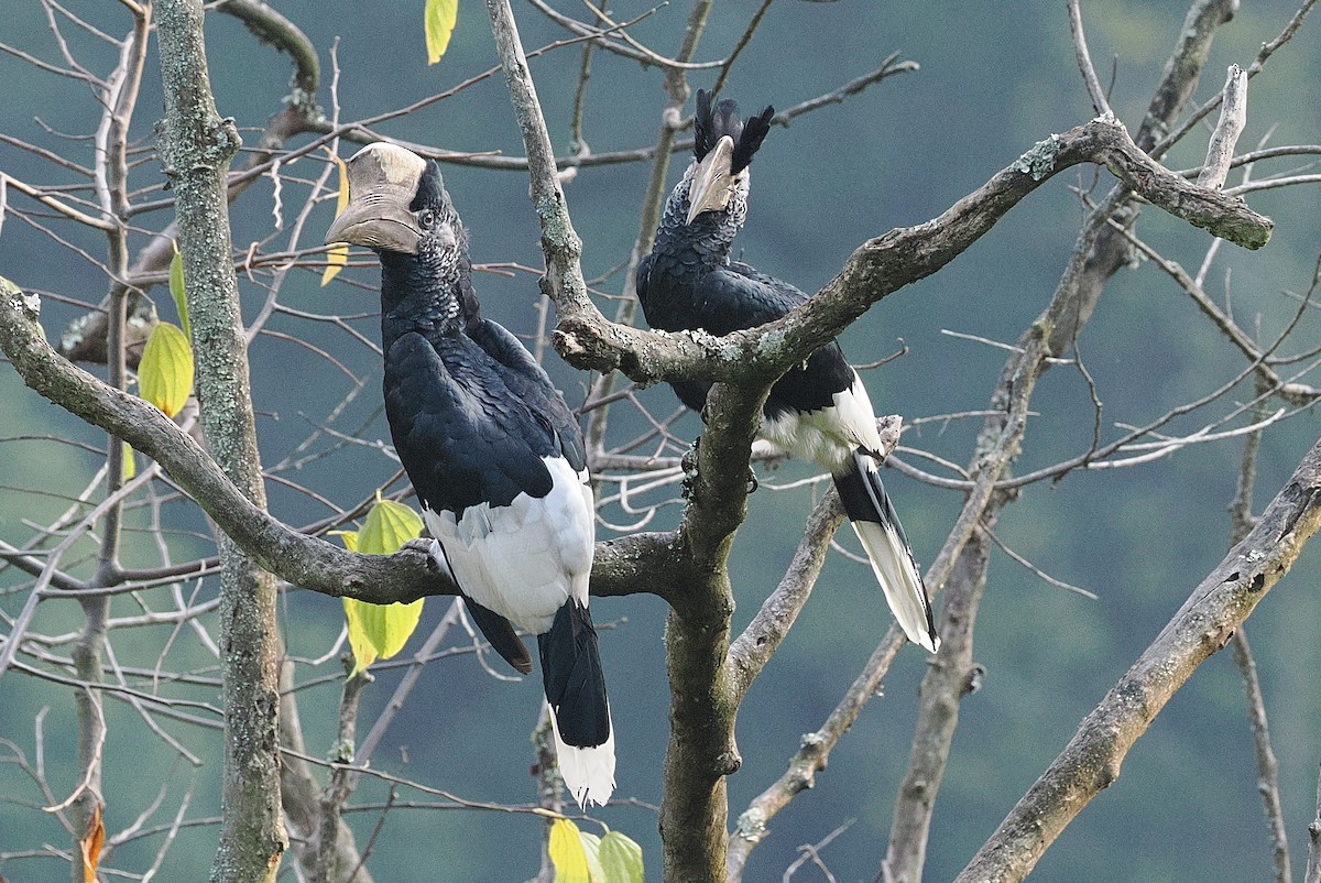 Black-and-white-casqued Hornbill - ML643738238