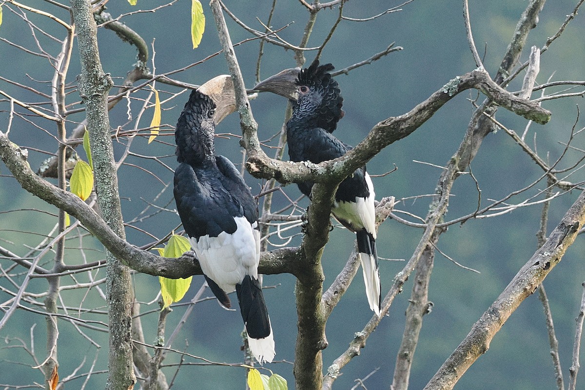 Black-and-white-casqued Hornbill - ML643738239
