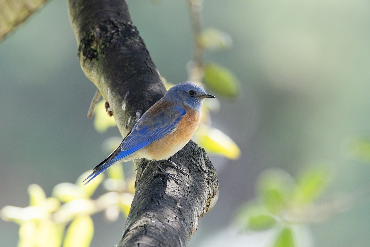 Western Bluebird - ML643738246