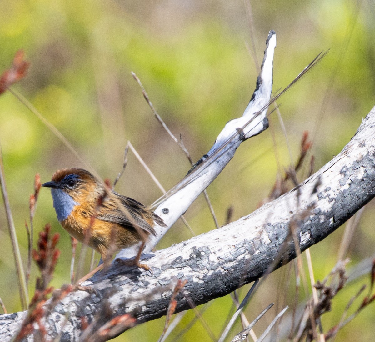 Southern Emuwren - ML643738247