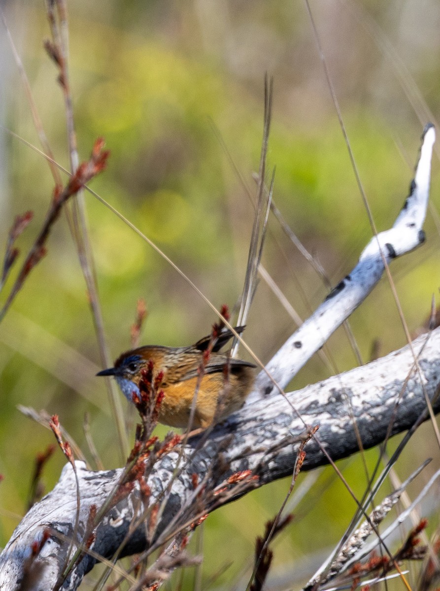 Southern Emuwren - ML643738248