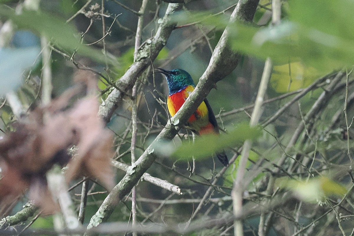 Regal Sunbird - ML643738249