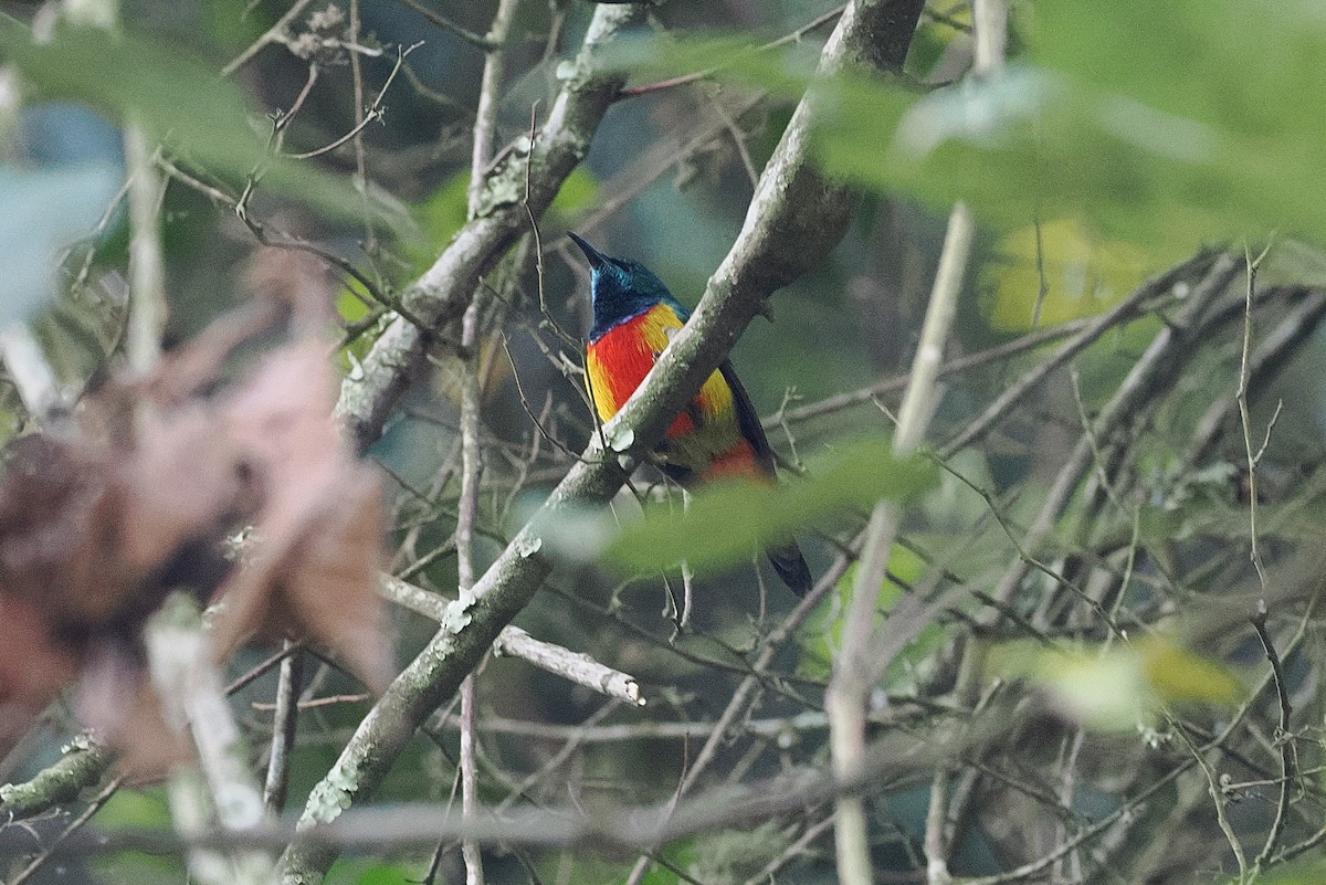 Regal Sunbird - ML643738250