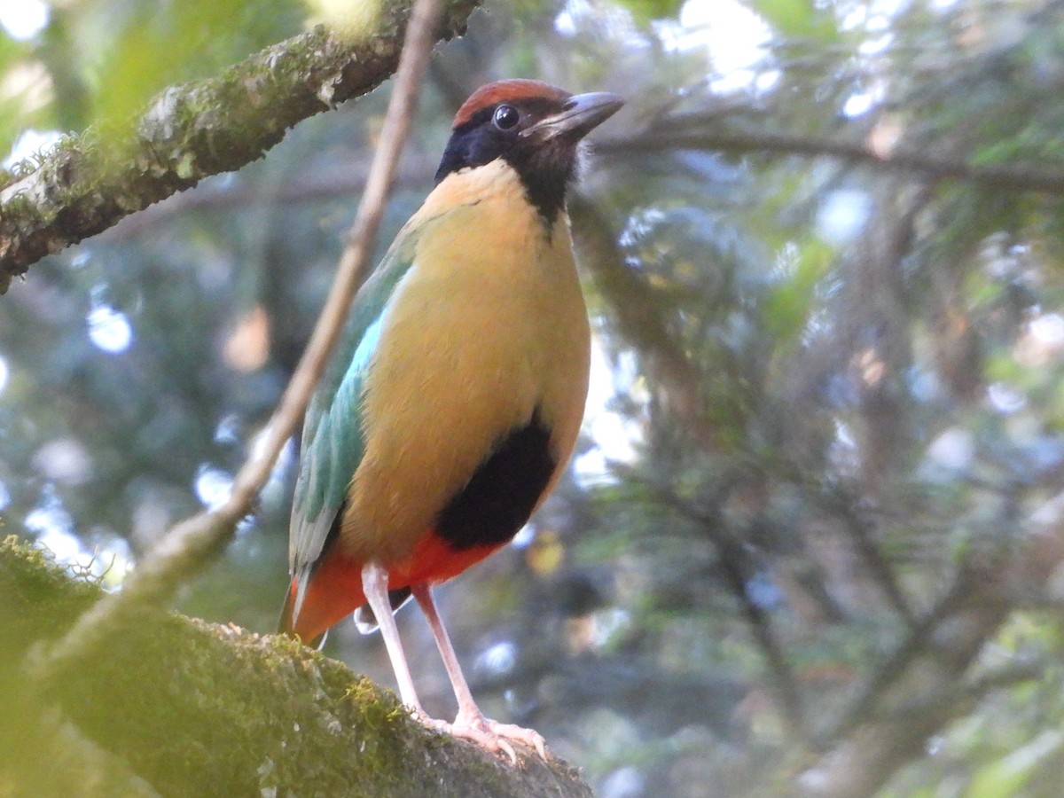 Noisy Pitta - ML643738251