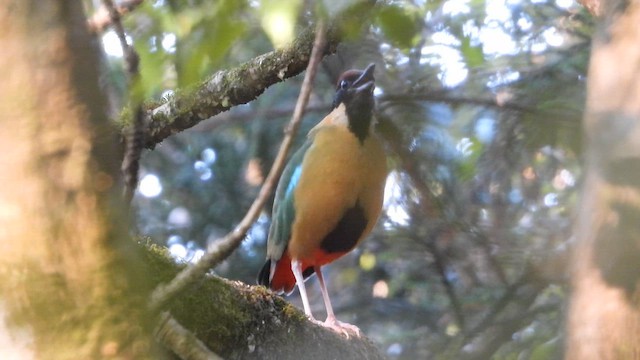 Noisy Pitta - ML643738256