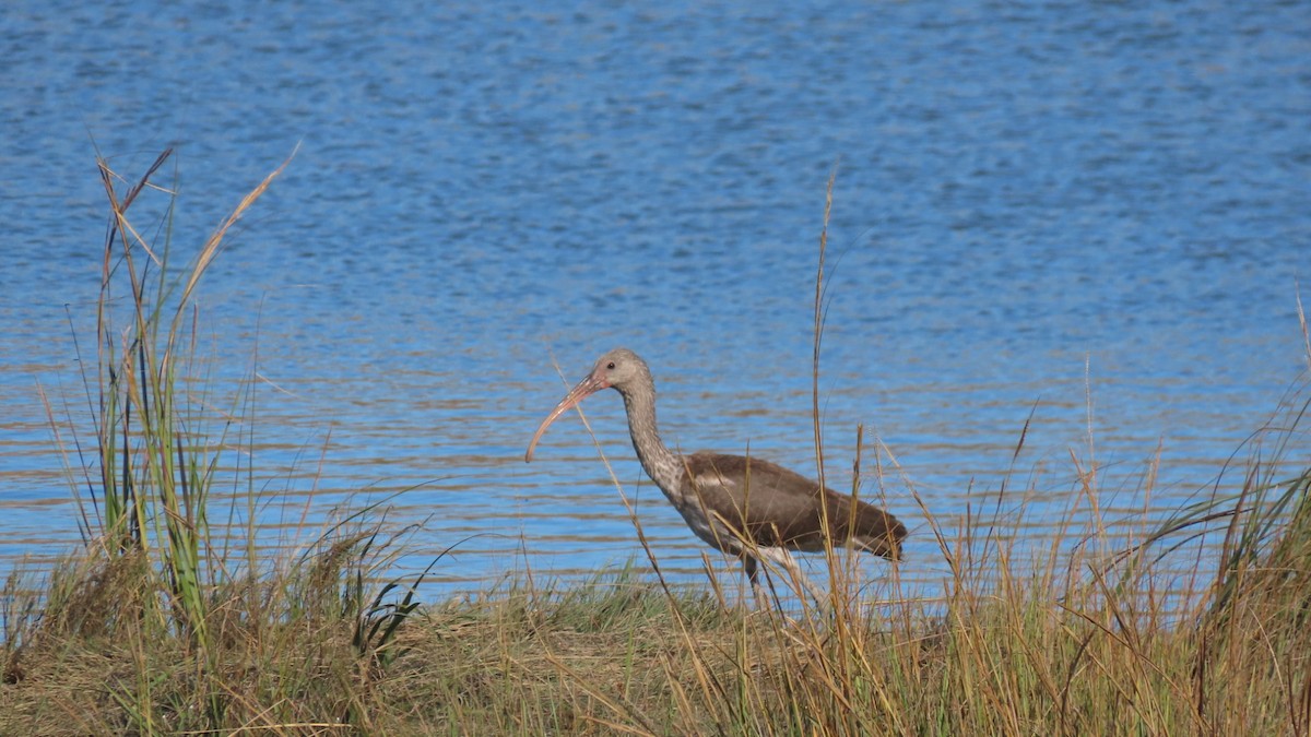 Ibis zuria - ML643738258